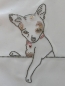 Preview: Chihuahua Hund Hotfix Bügelbild Strass Hundezucht Hundemantel Hundeschule Shirt