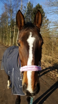 Preview: ♥ Nasenband Nasenschoner Wunschname Nasenriemen
